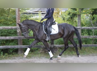 Oldenburg, Gelding, 3 years, 16 hh, Black