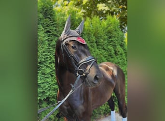 Oldenburg, Gelding, 3 years, 16 hh, Black