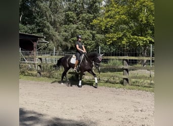Oldenburg, Gelding, 3 years, 16 hh, Black