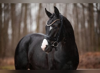 Oldenburg, Gelding, 3 years, 16 hh, Black