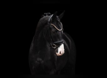 Oldenburg, Gelding, 3 years, 16 hh, Black