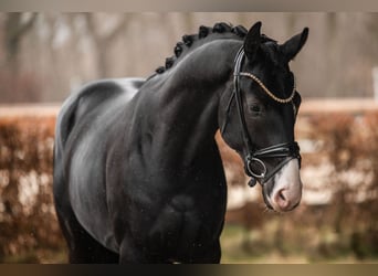 Oldenburg, Gelding, 3 years, 16 hh, Black