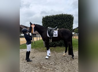 Oldenburg, Gelding, 3 years, 16 hh, Black