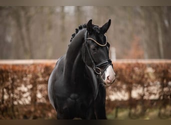 Oldenburg, Gelding, 3 years, 16 hh, Black