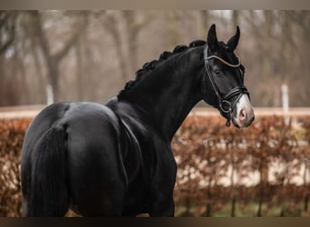 Oldenburg, Gelding, 3 years, 16 hh, Black