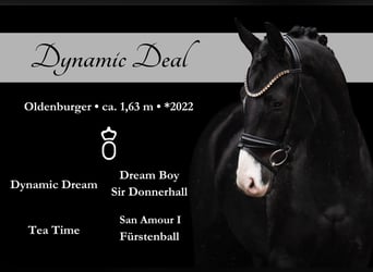 Oldenburg, Gelding, 3 years, 16 hh, Black