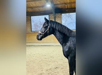 Oldenburg, Gelding, 3 years, 16 hh, Black