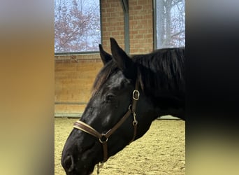 Oldenburg, Gelding, 3 years, 16 hh, Black
