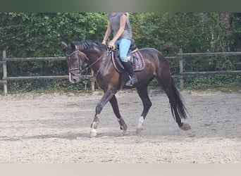 Oldenburg, Gelding, 3 years, 16 hh, Black