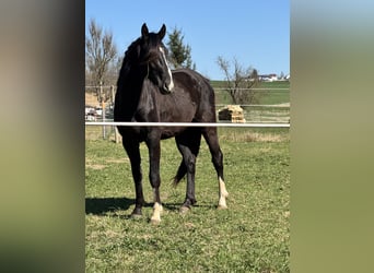 Oldenburg, Gelding, 3 years, 16 hh, Black