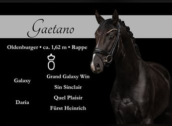 Oldenburg, Gelding, 3 years, 16 hh, Black