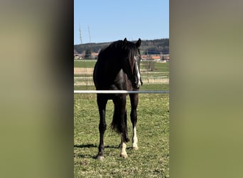 Oldenburg, Gelding, 3 years, 16 hh, Black