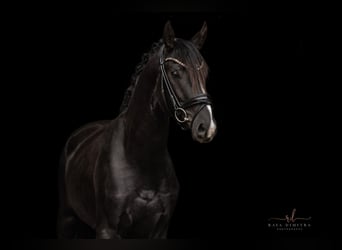 Oldenburg, Gelding, 3 years, 16 hh, Black