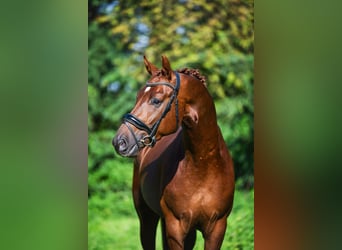 Oldenburg, Gelding, 3 years, 16 hh, Chestnut