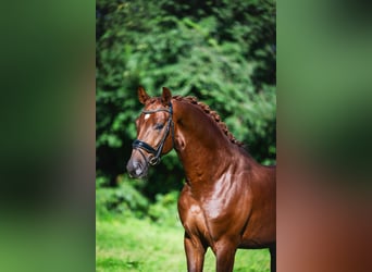 Oldenburg, Gelding, 3 years, 16 hh, Chestnut