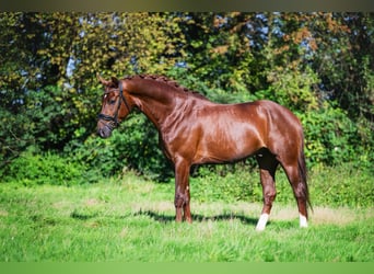 Oldenburg, Gelding, 3 years, 16 hh, Chestnut