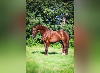 Oldenburg, Gelding, 3 years, 16 hh, Chestnut