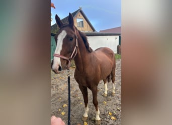 Oldenburg, Gelding, 3 years, 16 hh, Chestnut
