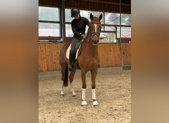 Oldenburg, Gelding, 3 years, 16 hh, Chestnut-Red