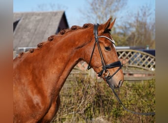 Oldenburg, Gelding, 3 years, 16 hh, Chestnut-Red