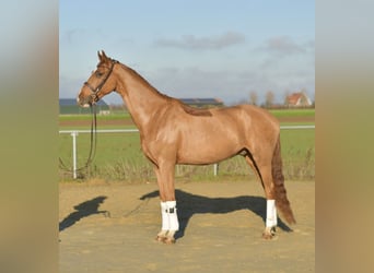 Oldenburg, Gelding, 3 years, 16 hh, Chestnut-Red