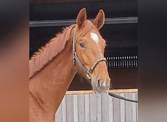 Oldenburg, Gelding, 3 years, 16 hh, Chestnut-Red