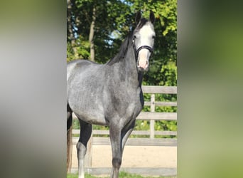 Oldenburg, Gelding, 3 years, 16 hh, Grey