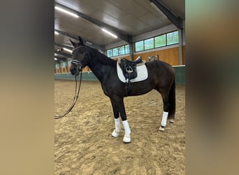 Oldenburg, Gelding, 3 years, 16,1 hh, Bay-Dark