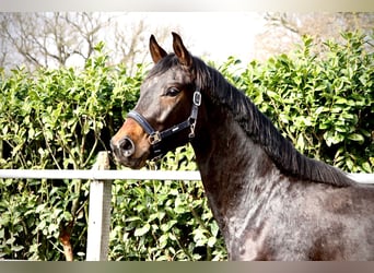 Oldenburg, Gelding, 3 years, 16,1 hh, Bay-Dark