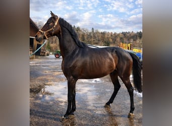 Oldenburg, Gelding, 3 years, 16,1 hh, Bay-Dark