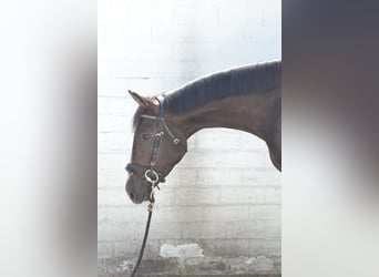 Oldenburg, Gelding, 3 years, 16,1 hh, Bay-Dark
