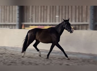 Oldenburg, Gelding, 3 years, 16,1 hh, Bay-Dark