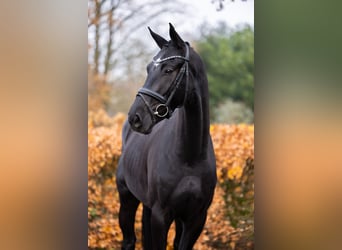 Oldenburg, Gelding, 3 years, 16,1 hh, Black