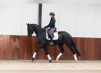 Oldenburg, Gelding, 3 years, 16,1 hh, Black