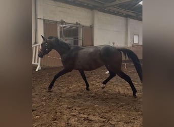 Oldenburg, Gelding, 3 years, 16,1 hh, Brown