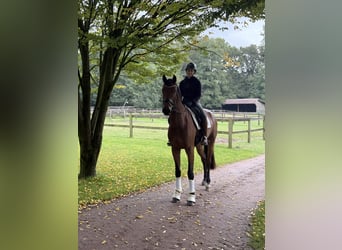 Oldenburg, Gelding, 3 years, 16,1 hh, Brown