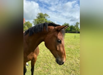 Oldenburg, Gelding, 3 years, 16,1 hh, Brown