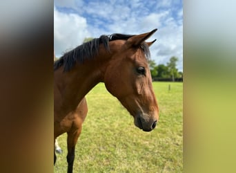 Oldenburg, Gelding, 3 years, 16,1 hh, Brown