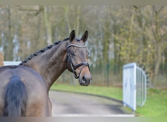 Oldenburg, Gelding, 3 years, 16,1 hh, Brown