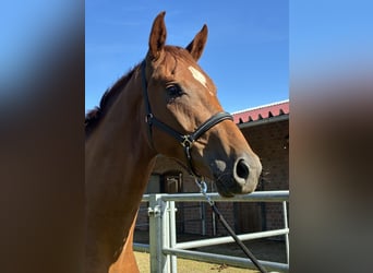Oldenburg, Gelding, 3 years, 16,1 hh, Chestnut