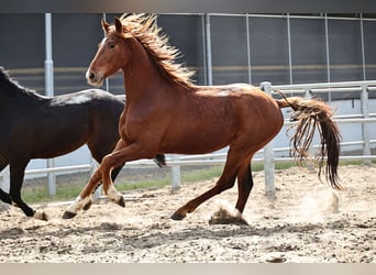 Oldenburg, Gelding, 3 years, 16,1 hh, Chestnut