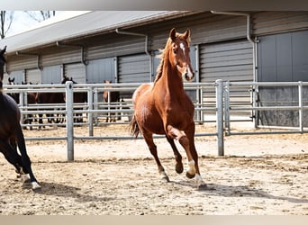 Oldenburg, Gelding, 3 years, 16,1 hh, Chestnut