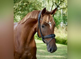 Oldenburg, Gelding, 3 years, 16,1 hh, Chestnut-Red