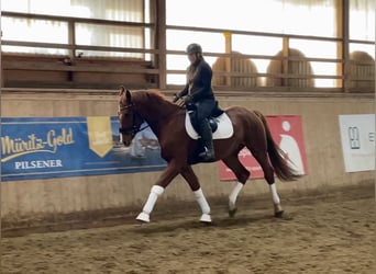 Oldenburg, Gelding, 3 years, 16,1 hh, Chestnut-Red