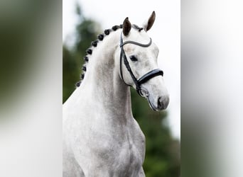 Oldenburg, Gelding, 3 years, 16,1 hh, Grey-Dapple