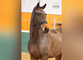 Oldenburg, Gelding, 3 years, 16,2 hh, Bay-Dark