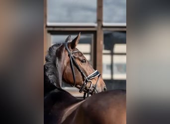 Oldenburg, Gelding, 3 years, 16,2 hh, Bay-Dark