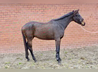 Oldenburg, Gelding, 3 years, 16,2 hh, Bay-Dark