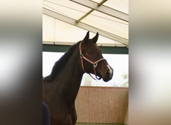 Oldenburg, Gelding, 3 years, 16,2 hh, Bay-Dark
