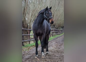 Oldenburg, Gelding, 3 years, 16,2 hh, Bay-Dark